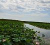База отдыха Золотой лотос #17 База отдыха Золотой лотос #17