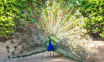 IMG
