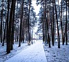 Колос Брестская область цены