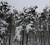Санаторий «Елочки» Домодедово #27