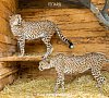 Отель «Ялта Интурист» Крым #47 Отель «Ялта Интурист» Крым #47