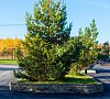 Подосинки Парк Каширское шоссе - официальный сайт