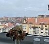 Апартаменты «КранцАпарт на Седьмом небе» Зеленоградск #46