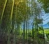 Комплекс «Акалам Кантри Клаб» Пицунда, Алахадзы, Абхазия #15